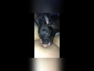 Intimate Moment: Woman and Dog