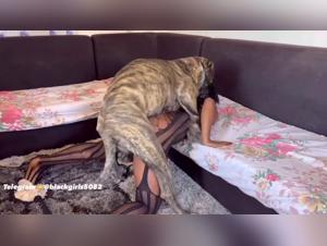 Bestiality sex video with a dog and a man