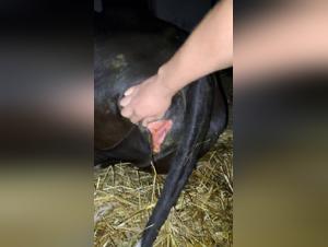 Bestiality: a woman and a cow