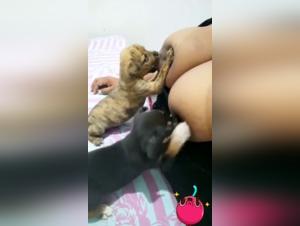 canine lactation experience