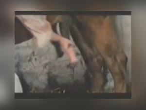 Sexe com animal : les femmes qui baise leur cheval
