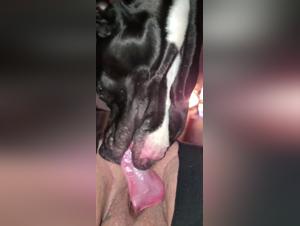 Bestiality Sex Videos with Dog - Amateur Dog 13