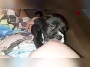 Bestiality: a woman and her puppy