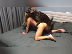 Silesto and his adventure with a dog