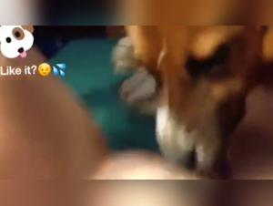 Bestiality: A Forbidden Encounter