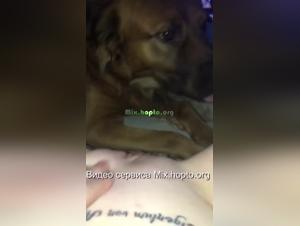 Dominant woman and submissive dog in a bestial video