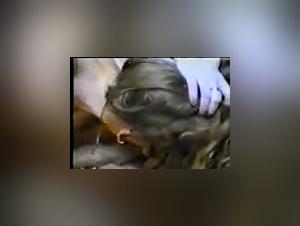 Sexo con perros vintage: una experiencia unica y excitante