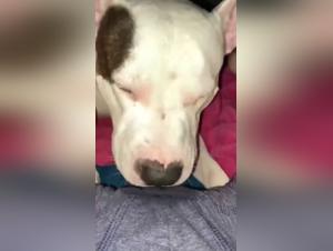 Teenage Girl and Dog: A Forbidden Encounter on Video