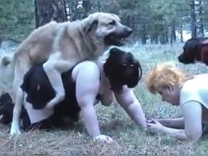 Coated grannies and dogs: a bestiality video