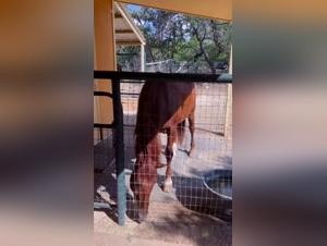 The New Face of Animated Bestiality