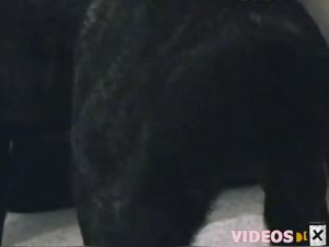 Effie19 and her four-legged friend in an extreme zoophilia video