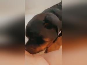 Sex video with a dog: a beastly experience