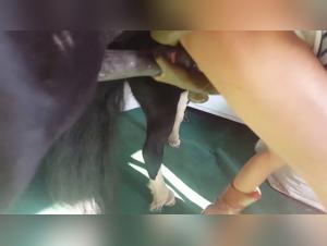 Zoolandie - The Feline's Secret Passion