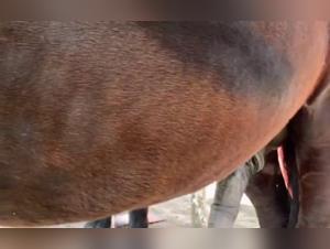 Horny Horse With Imposing Cock