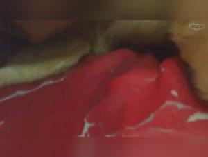 Woman and Dog: An Intimate Relationship