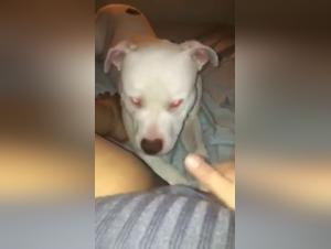 Woman subjected to a dog in an intense zoophilia video