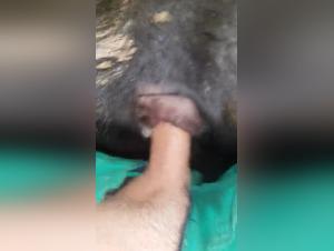 bestiality animalxxx