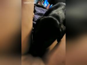 Bestiality: a woman and her dog in a shocking video