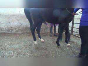 Nadya and her horse - An intense zoophilia video