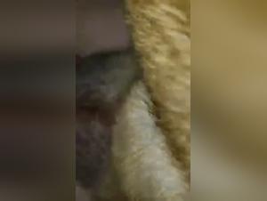 Sex video with a dog: discover the pleasures of bestiality