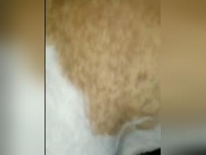 Experienced woman and her dog: an intense zoophilia video