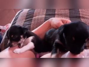 A forbidden meeting: a woman and her dog