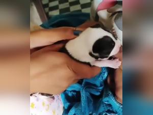 Unforgettable Milking Session with a Devoted Dog