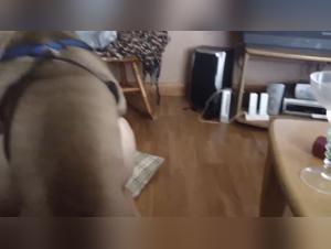 Forbidden Passion: My Girlfriend and Her Dog