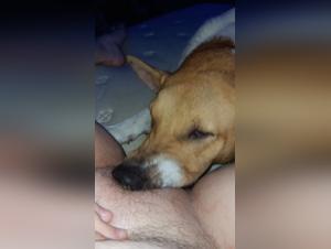 ZoolKoo: Unveiling Animal Desires