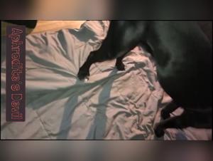 Dilemas Eticos en Zoofilia Adulta