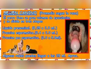  porno film featuring dog lovers guiding you to animal pleasure with their sluts hot sluts for dog sex and other animals