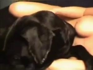 Explore the World of Bestiality with Our Exclusive Dog Sex Videos