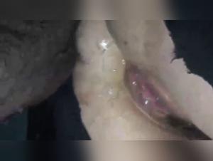 Yasmin and her four-legged friends