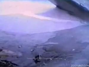 Female Dolphin Masturbating