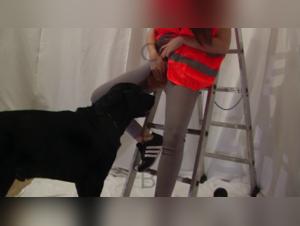 In die Tiefen der Bestialisierung eintauchen