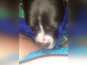 Forbidden meeting: woman and dog