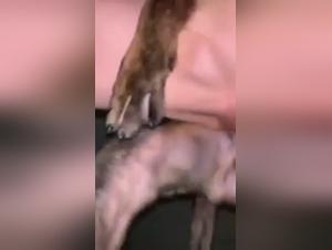 Bestiality: A woman and her dog