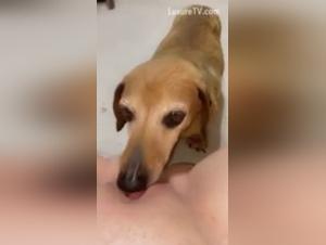 Bestiality sex video with a naughty dog