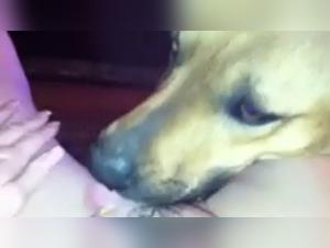 Bestial encounter: woman and dog