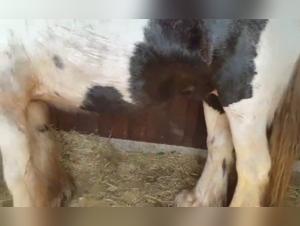 Excited Horse in the Stable: Intense Bestiality Video
