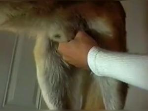 Forbidden Meeting: Woman and Dog