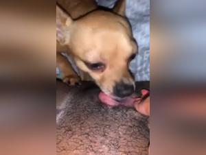 Black woman and dog: a beastly encounter