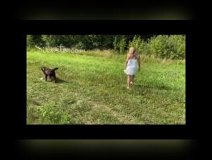 A beastly encounter in the forest