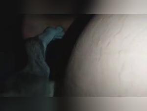 Bestiality: a Brazilian woman and a dog (part 2)