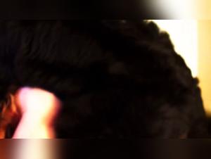 Forbidden Meeting: Man and Dog