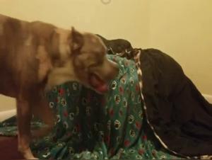 Intimate Video with a Dog