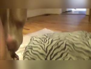 Zoophilia Movies: Discover the Best with Dirty Dog Links Video