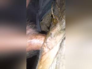 Zoo Taboo: Delving into the Realm of Zooporn