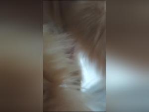 unlawful animal content