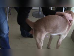 meet julie and her dog